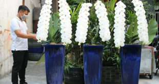 Bình lan hồ điệp nữ hoàng cao 1,8 m