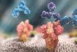 Hai kháng thể đơn dòng là tixagevimab và cilgavimab (màu xanh và tím) trong thuốc Evusheld gắn vào protein gai của nCoV (màu đỏ) để khống chế virus xâm nhập vào các tế bào khỏe mạnh của cơ thể và tiêu diệt các tế bào đã nhiễm virus.