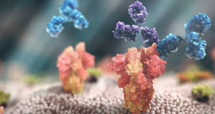 Hai kháng thể đơn dòng là tixagevimab và cilgavimab (màu xanh và tím) trong thuốc Evusheld gắn vào protein gai của nCoV (màu đỏ) để khống chế virus xâm nhập vào các tế bào khỏe mạnh của cơ thể và tiêu diệt các tế bào đã nhiễm virus.