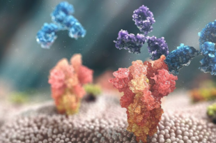 Hai kháng thể đơn dòng là tixagevimab và cilgavimab (màu xanh và tím) trong thuốc Evusheld gắn vào protein gai của nCoV (màu đỏ) để khống chế virus xâm nhập vào các tế bào khỏe mạnh của cơ thể và tiêu diệt các tế bào đã nhiễm virus.