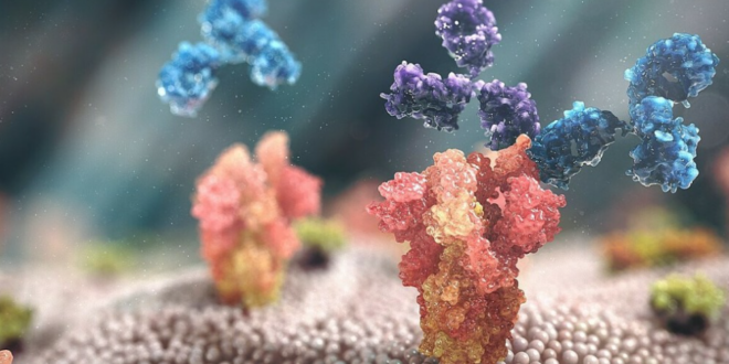 Hai kháng thể đơn dòng là tixagevimab và cilgavimab (màu xanh và tím) trong thuốc Evusheld gắn vào protein gai của nCoV (màu đỏ) để khống chế virus xâm nhập vào các tế bào khỏe mạnh của cơ thể và tiêu diệt các tế bào đã nhiễm virus.